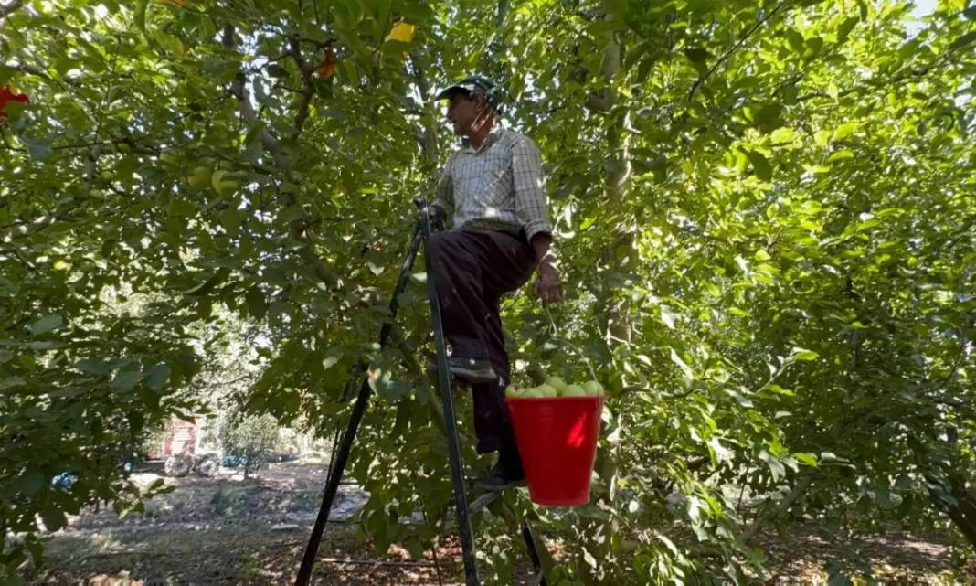 Isparta’da Rekolte Kaybı Yüzde 80’e Ulaştı! Elma Krizi Kapıda 1